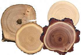 Самые твердые породы древесины
