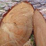 Особенности хвойных пород древесины