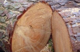 Особенности хвойных пород древесины