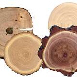 Самые твердые породы древесины