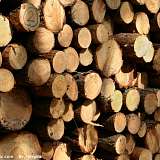 Порядок заготовки древесины