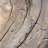 Плотность древесины